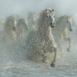 Wild Horses