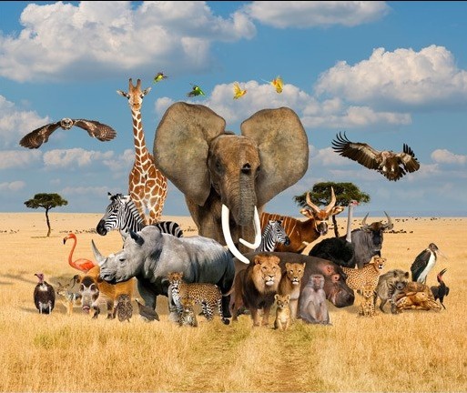 African Safari